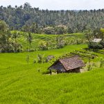 Banawe Rice