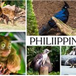 Animals in the Philippines